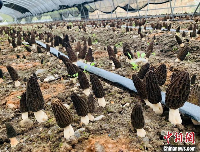 甘肃高原羊肚菌"全季"出菇 最高种植海拔达4000米