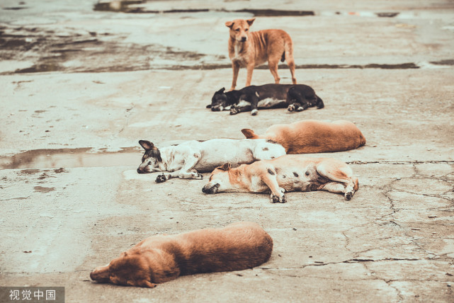 流浪猫狗现状图片