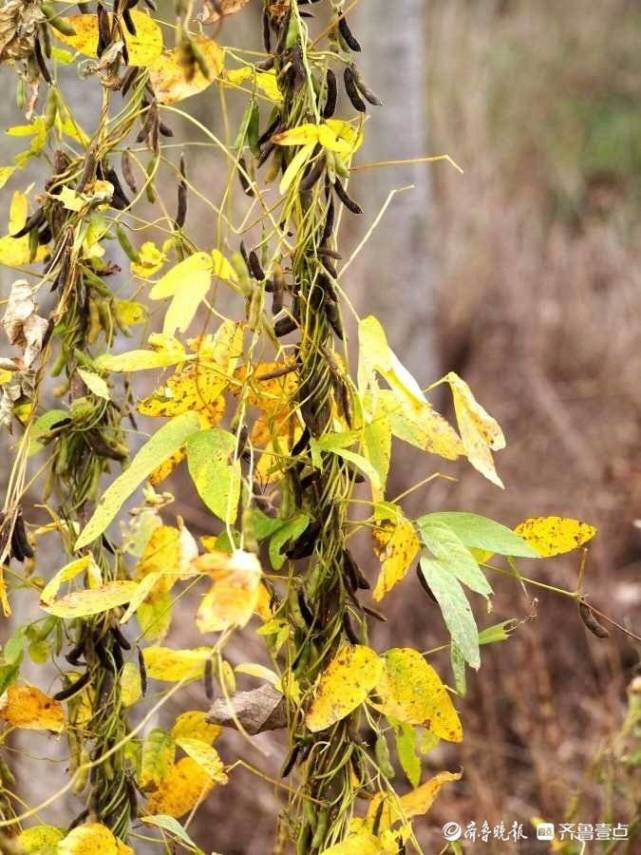 青岛大沽河凸显大面积野生大豆,累累果实含优良基因