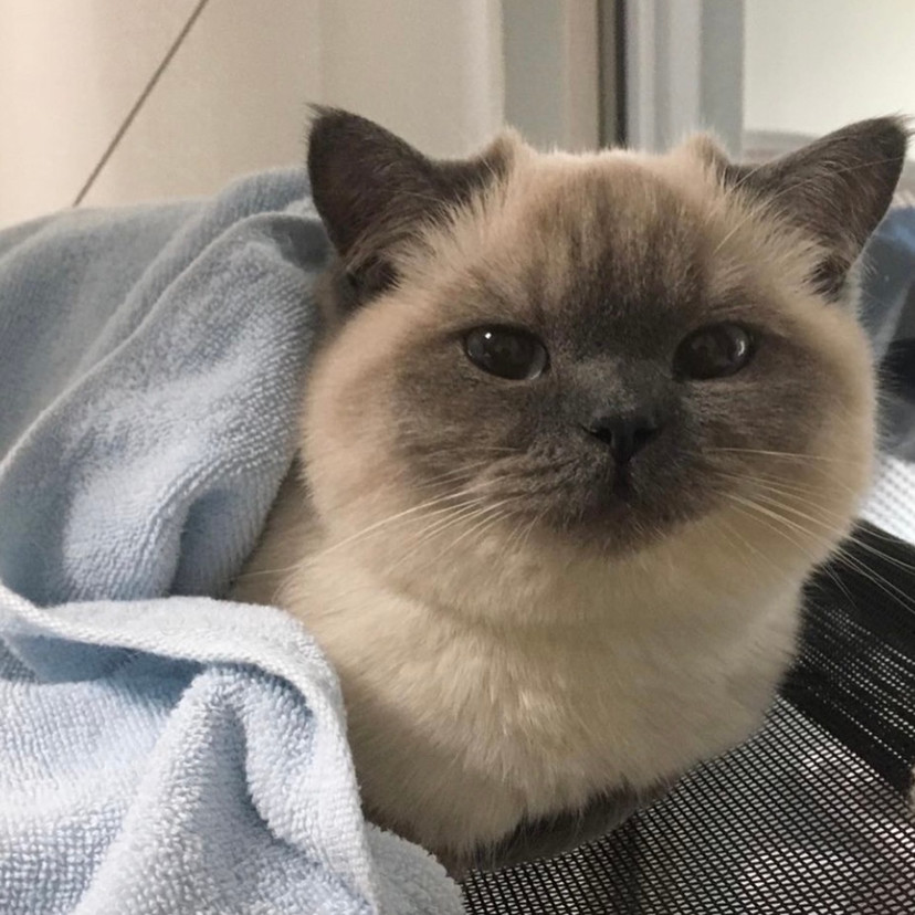 萌宠头像#煤炭球猫猫真的太可爱啦