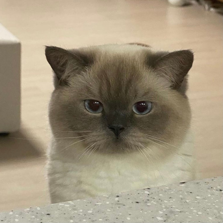 萌宠头像#煤炭球猫猫真的太可爱啦