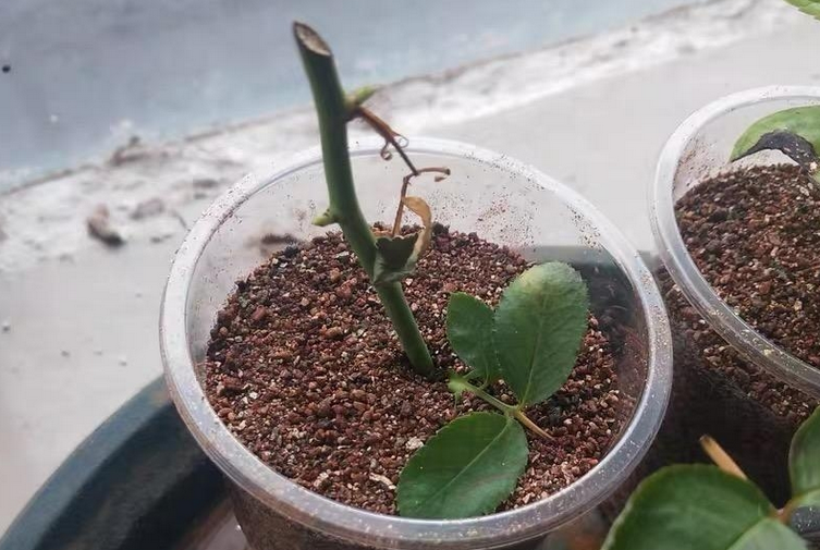 秋季扦插月季,该怎么操作?按这要求干,成活率很高