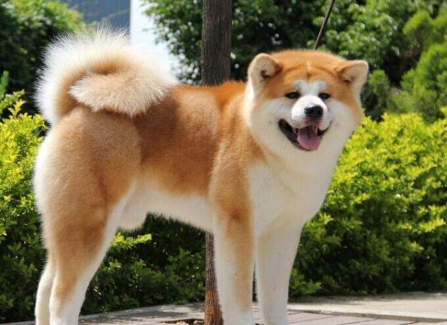 秋田犬柴犬傻傻分不清,三大特征不一样