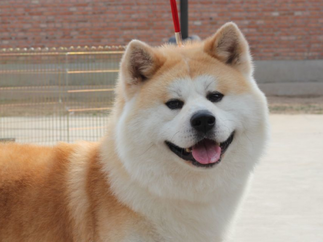 秋田犬柴犬傻傻分不清三大特征不一样