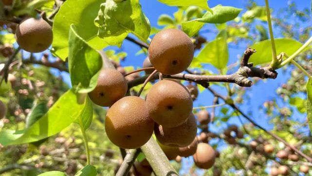 黄金十月秋风起云落棠梨尽可期