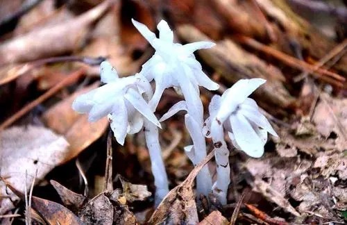 邵阳出现100多株幽冥之花传言它来自冥界这预示着什么