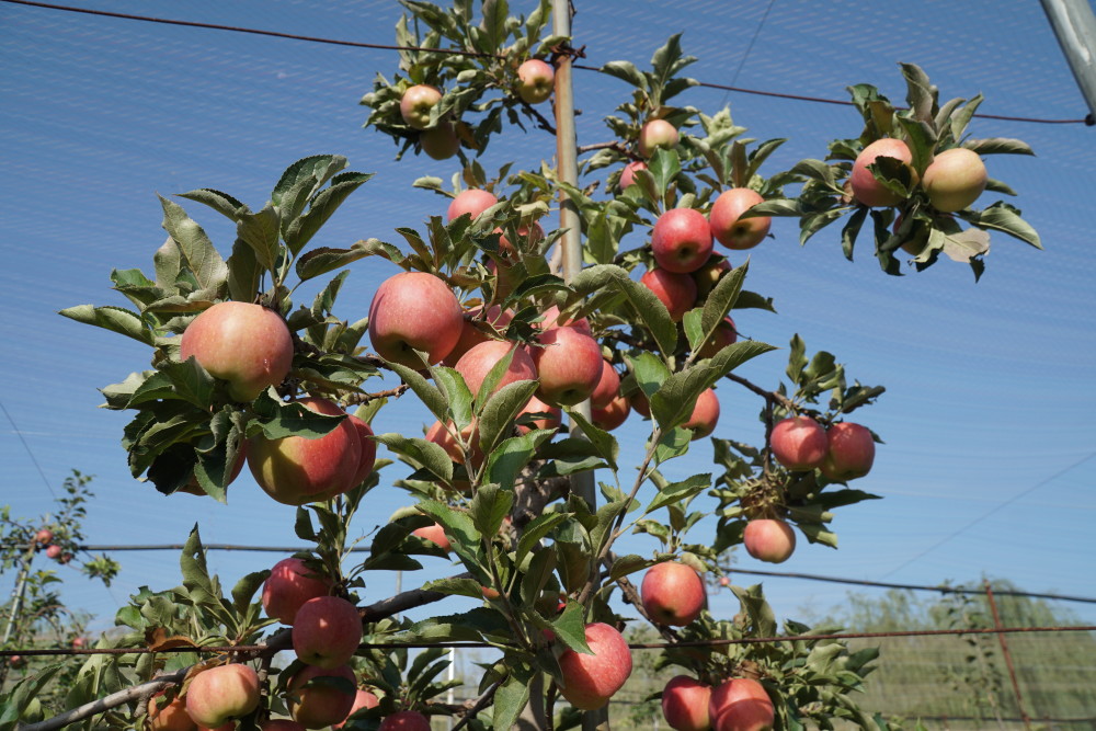 各色苹果挂满枝头宁夏苹果种质资源圃果然有新意