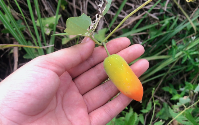 农村一种叫"老鼠拉冬瓜"的野果,原来它的根更珍贵,快来了解下