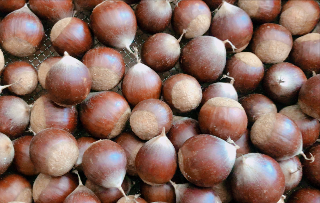 福建栗子今年大丰收,行情很不错!你知道栗子与板栗有什么区别吗_腾讯