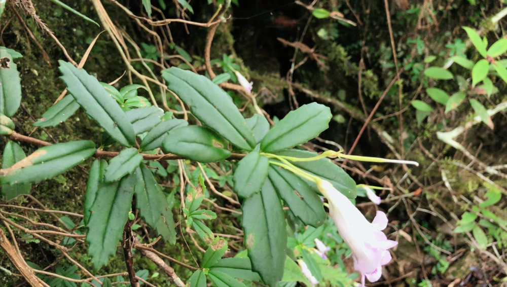 石壁上的这石杨梅看着不起眼,原来价值这么高!这些用途你知道吗