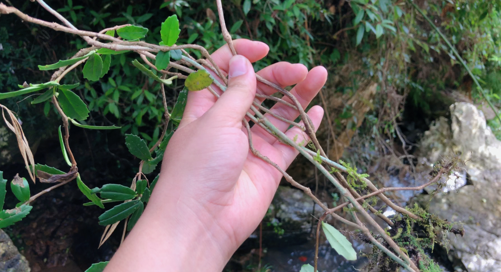 石壁上的这石杨梅看着不起眼,原来价值这么高!这些用途你知道吗