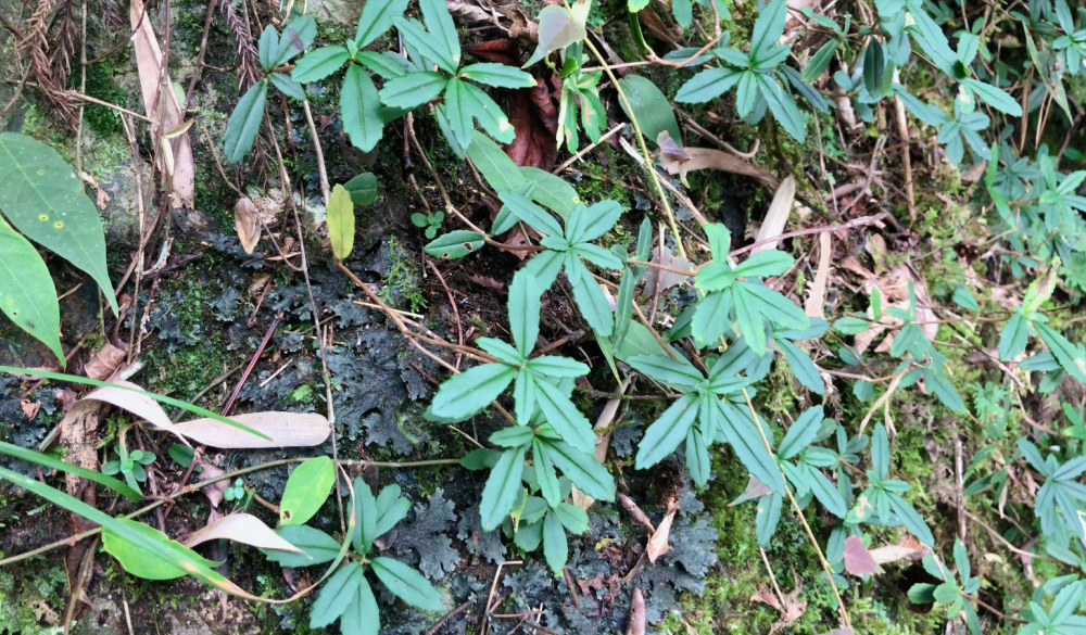 石壁上的这石杨梅看着不起眼,原来价值这么高!这些用途你知道吗