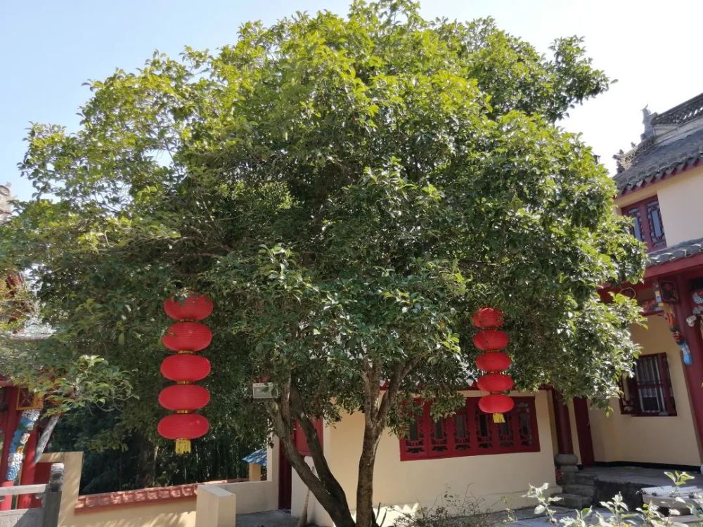 金桂树图片大全大图(金桂树图片大全大图画 简笔画)