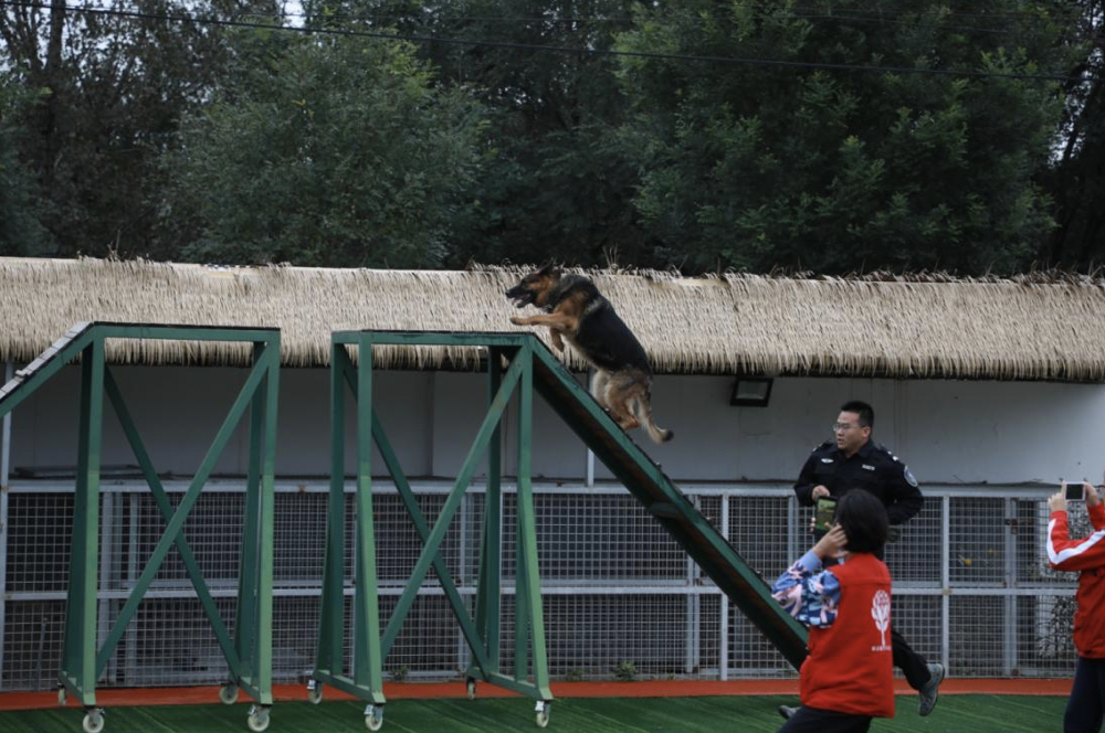 新京报小记者走进警犬训练基地探秘警犬是如何养成的