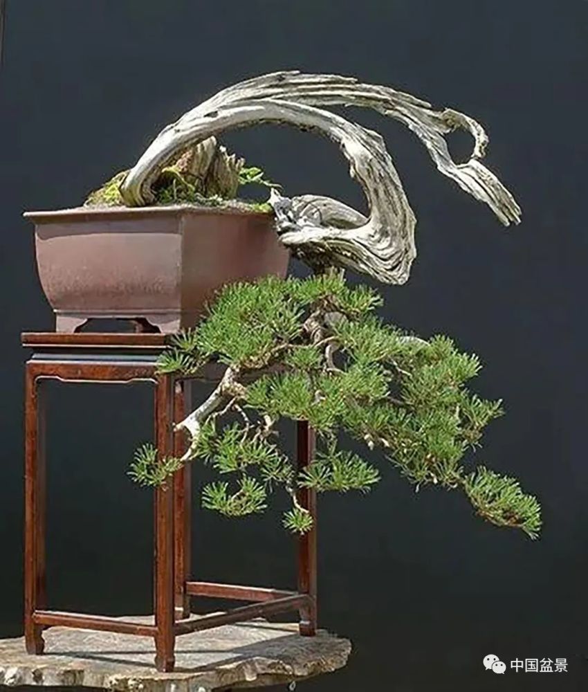 枯干式盆景欣赏