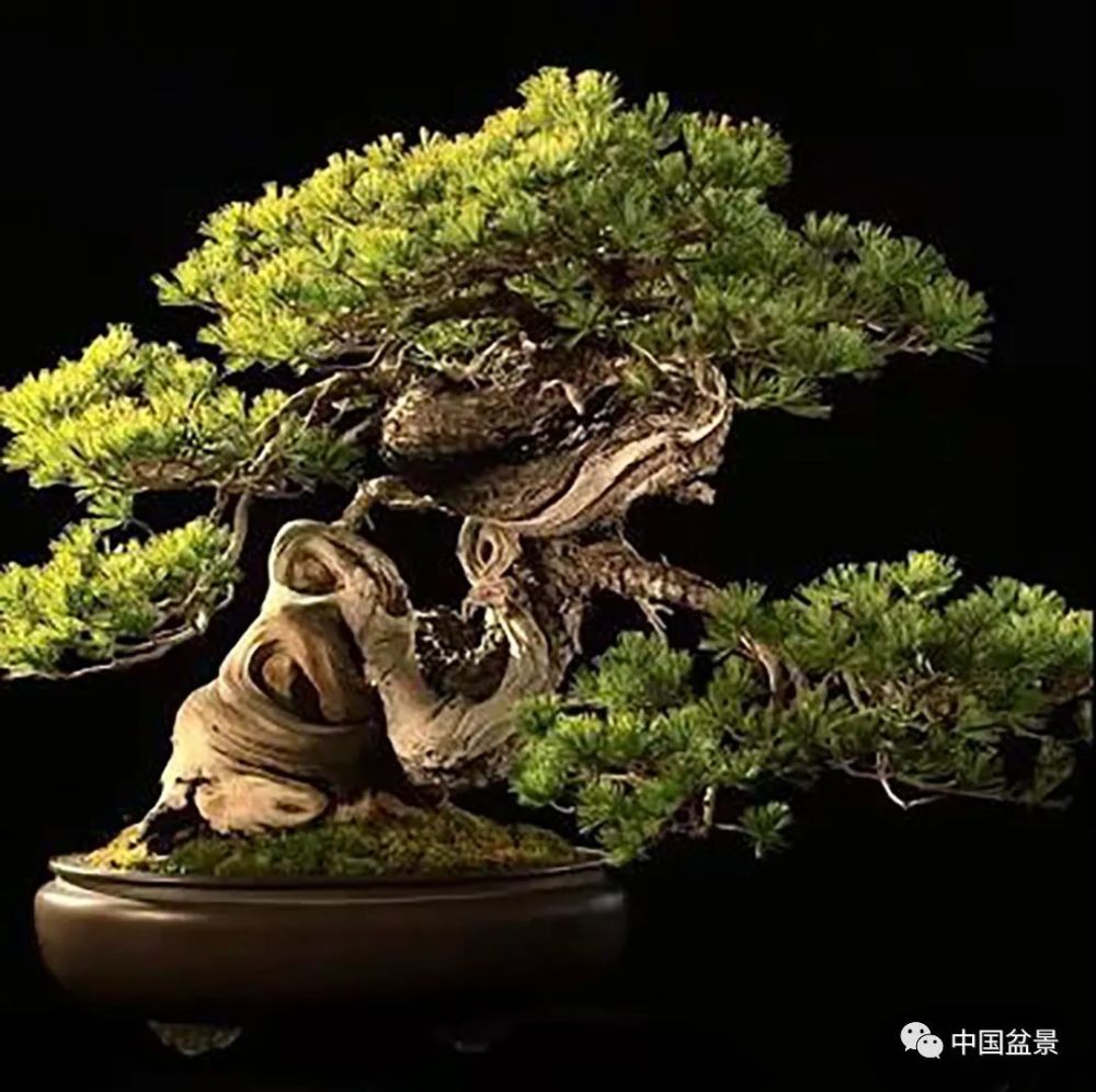 枯干式盆景欣赏