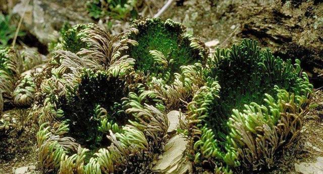 谁上山遇到"万岁草",也别忽视,记得拔1棵带回家,好处很多