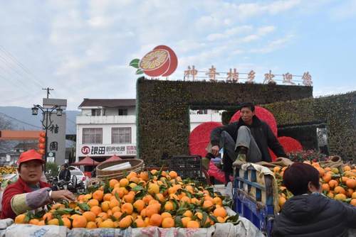 丰收的喜悦城固桔园镇万亩柑桔香满园农民增收