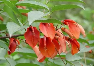 广东海桐皮:祛风祛湿,通经活络,利水消肿.