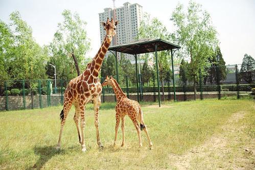 山西景點推薦太原動物園低音號免費語音導遊