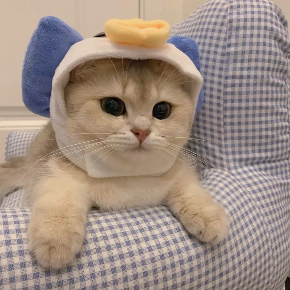 热门点赞超高的微信头像