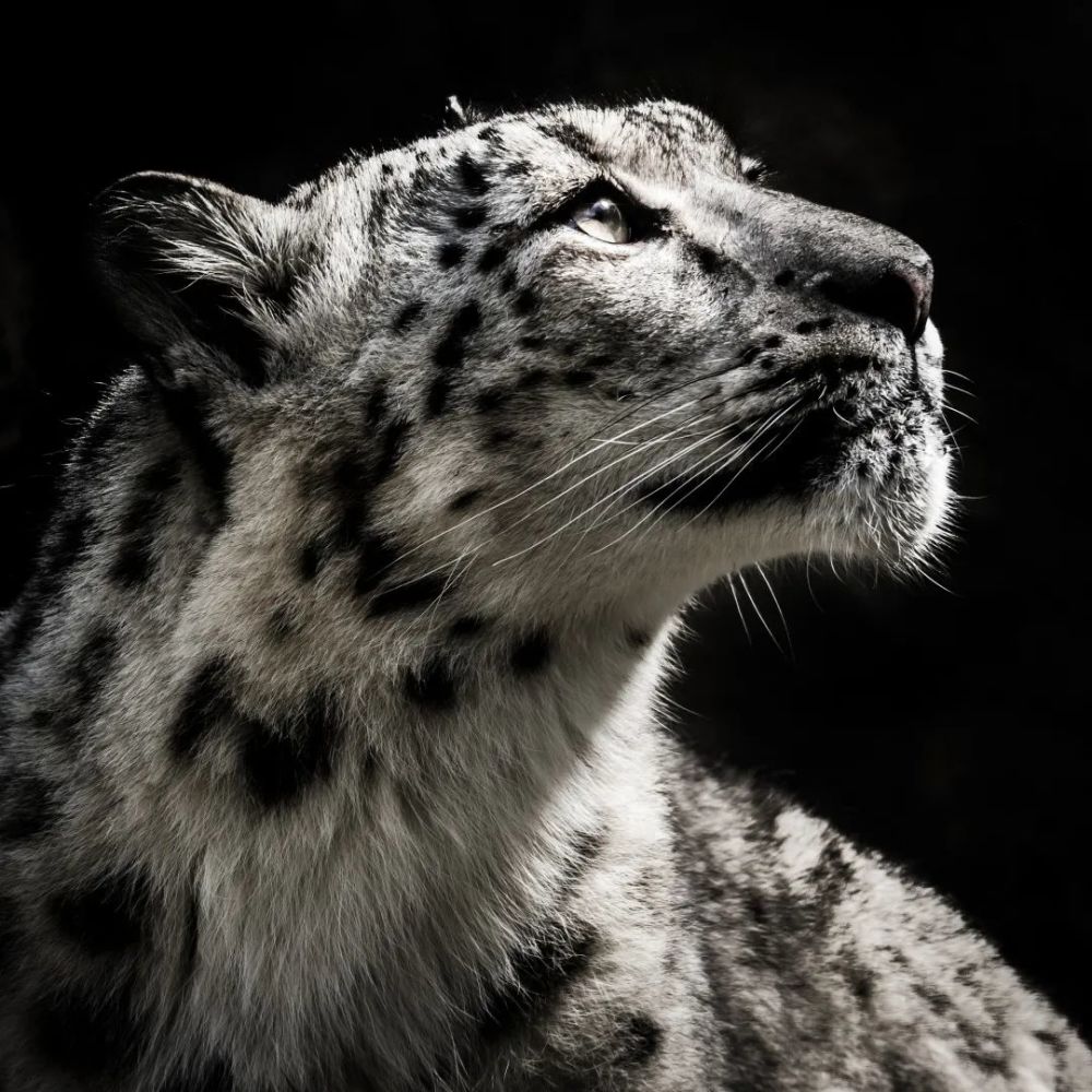 你们好,我是雪豹!_腾讯新闻