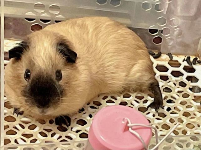 荷兰猪友授权萌照展示第156期:yoyo加的加州荷兰猪