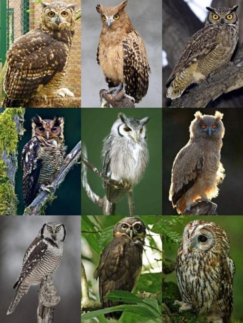 说文解字甲骨文里的猫头鹰