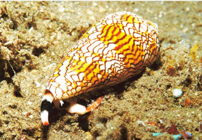 世界上最毒的蜗牛,是鸡心蜗牛.