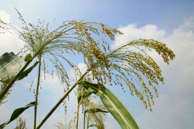 鲜美海安|秋天的甜芦穄