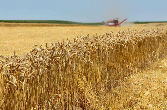 4万吨小麦被马国查扣|澳大利亚_时政|滑铁卢|出口|中澳|美国_时政