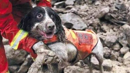 汶川地震67只搜救犬全部離世