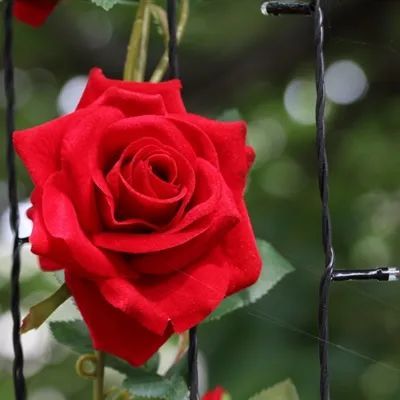 头像|红玫瑰花微信头像 妖艳的红玫瑰花图片 第250期