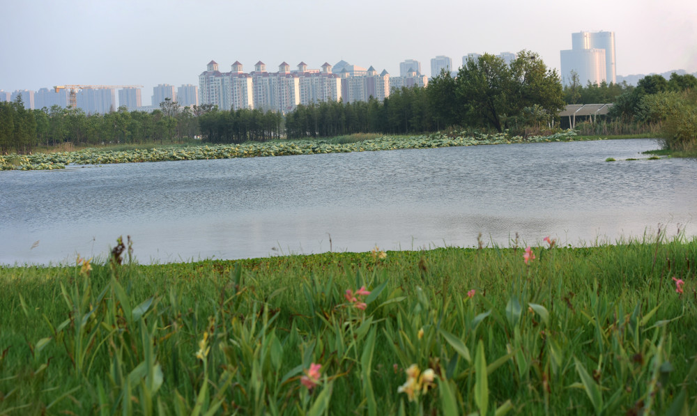 如今,新近打造的魚尾洲公園,已成為一個兼具溼地淨化,田園觀光,科普