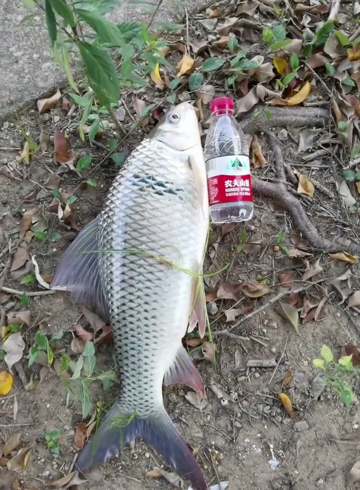 土鯪魚王廣州釣魚人釣獲罕見土鯪重65斤這麼大要長几年