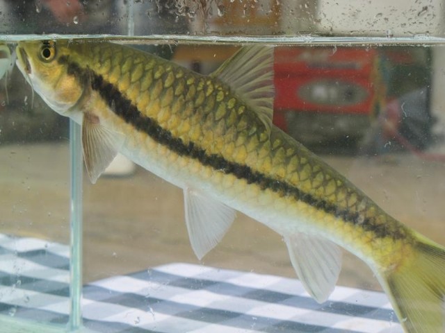 1997年,杨君兴及其课题组开始做鱇鱼良白鱼的保护研究,1999年鱇鱼良