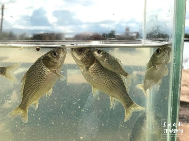 为了观察漂浮性鱼卵的孵化过程,提高孵化出苗率,他又研发了抚仙四须鲃