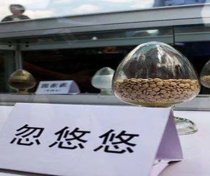 在西北地区,一些吸毒者 将甲喹酮和新喘咳宁的混合物叫作"忽悠悠