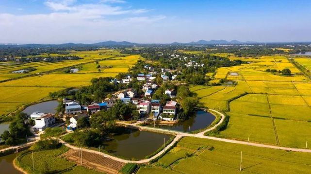 在安徽枞阳县横埠这片充满生机的热土上,黄山村的瓜蒌,玫瑰,新华村的