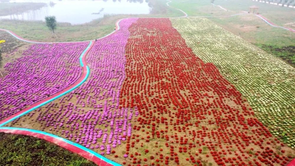 坝营镇200亩花田花海开啦粉黛乱子草铺就粉色海洋速度围观