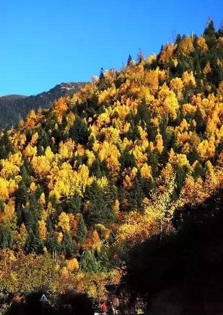 秋季的南伊沟只有密林脚下红叶一片,五彩缤纷大片的林海依旧郁郁葱葱