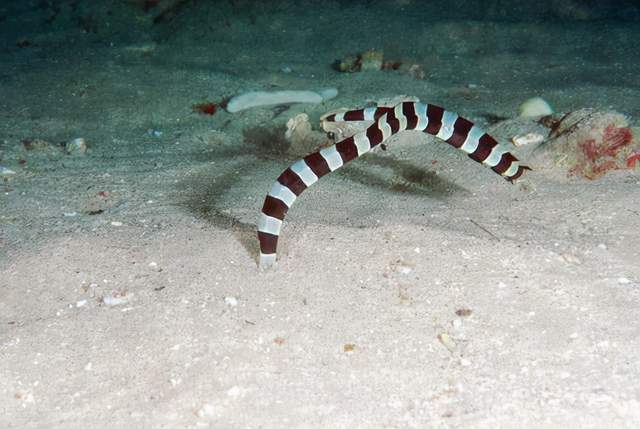 蛇鳗为了活命,到底能有多拼命?用尾巴将捕食者的肚子刺穿!