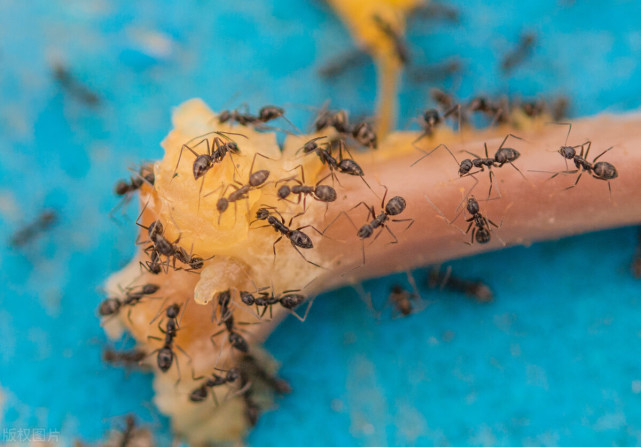 螞蟻是二維生物,卻能在三維空間存活,難道我們也能進入四維?