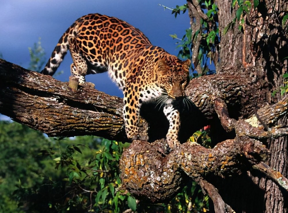 4只华北豹的出现意味着什么?它能否控制泛滥的野猪?_腾讯新闻