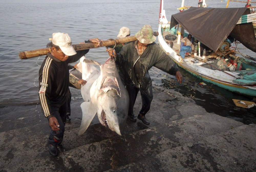 隨著人類對鯊魚的捕殺,鯊魚的數量越來越少,鼠鯊以及白斑角鯊等肉質鮮