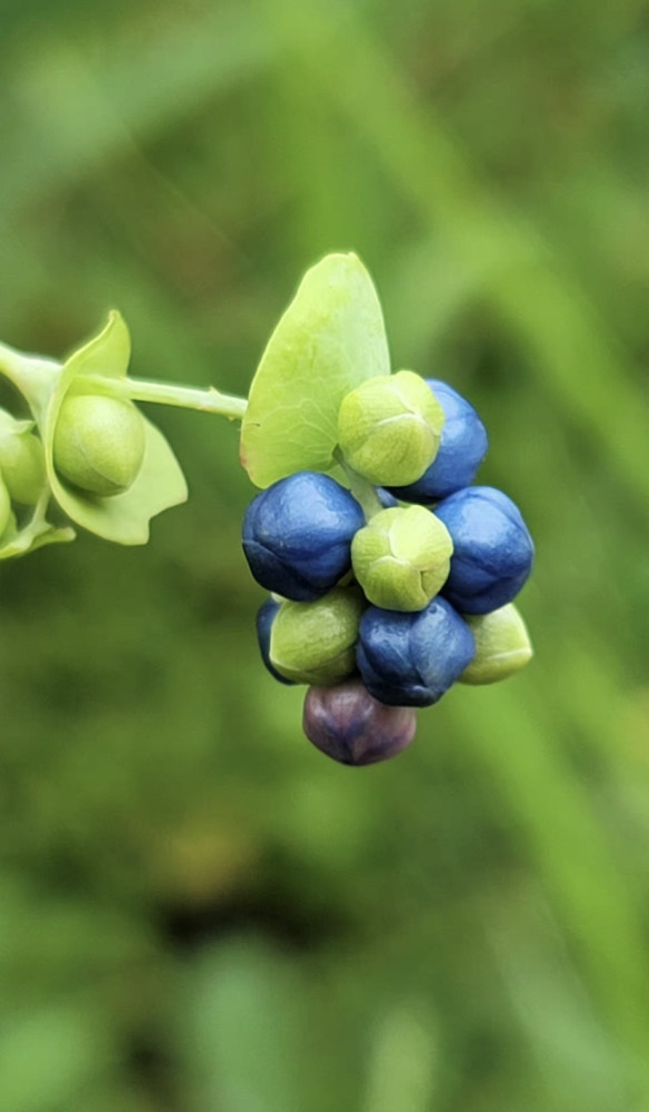 杠板归,是蓼科蓼属植物,一年生草本