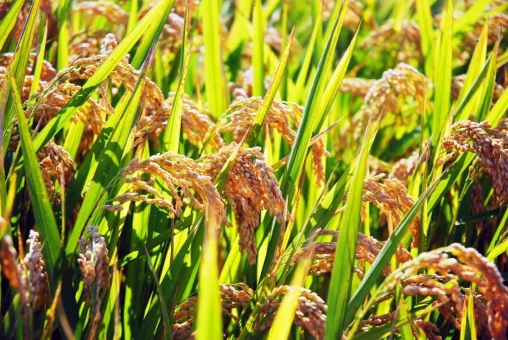 开镰在即!滨城再迎水稻丰收