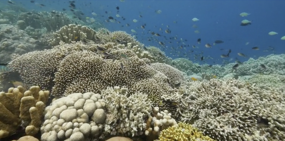 它们分泌出碳酸钙外骨骼,形成硬珊瑚群,而硬珊瑚是珊瑚礁