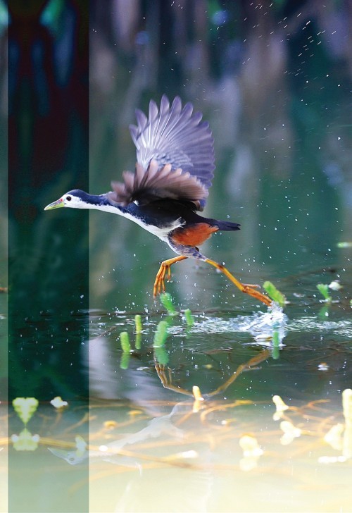 惠州西湖萌宠记白面水鸡我和东坡有段缘