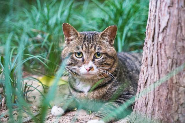 其实大家应该都知道狸花猫一直被很多人称之为土猫,或者中华田园猫